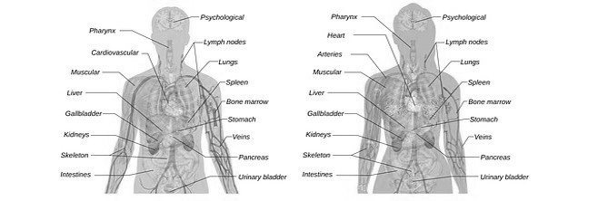 AnatomieMannFRau-klnj8767