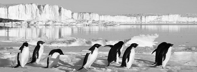 Pinguine-njhu8756